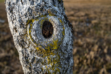 Astloch in einer Birke