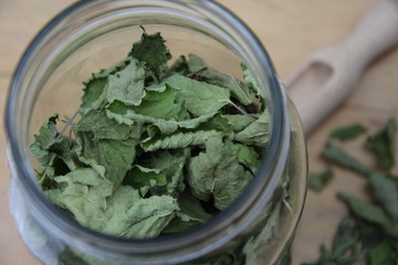 Suszona melisa lekarska