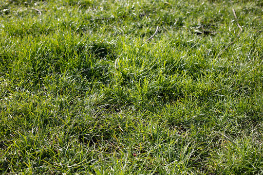 Closeup image of healthy grass growing ready for the spring season