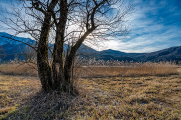 Baumgruppe im Schilf