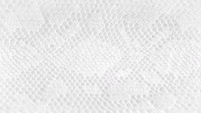Skin snake background White snake skin texture Close-up 