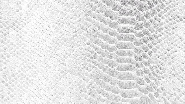 Skin snake background White snake skin texture Close-up 