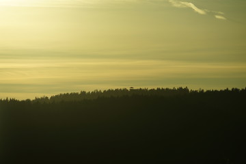 Sunset in pine forest as a nature background.