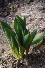 Tulipany wczesną wiosną