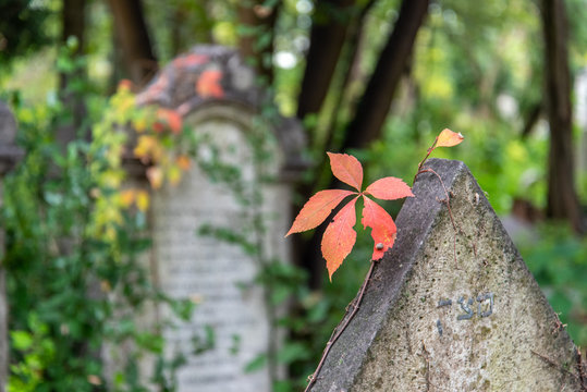 A colorful leaf on a Grave at the Jewish Cemetery on Lido Island, Venice/Italy