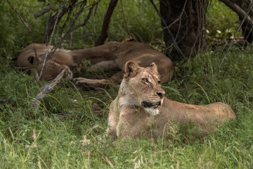 Female lion on high alert looking right