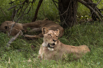 Female lion yawning with two lions lounging in the background