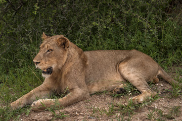 Fototapeta na wymiar Young immature male lion still with the pride