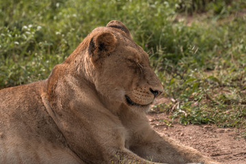 Closeup of female lion with eyes closed