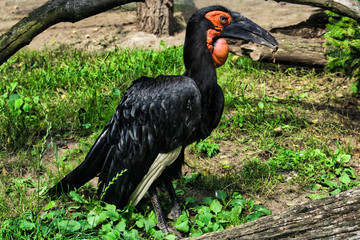 Hornbill