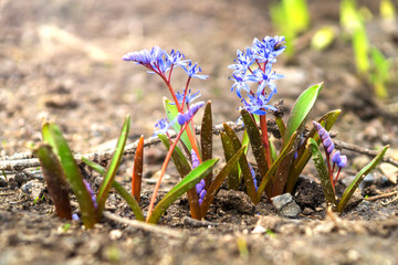Flowers bllue two-leaf squill, Alpine-squill or scilla bifolia in forest