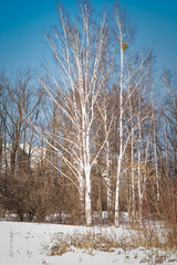 winter landscape with trees