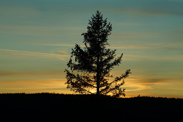 Sunset behind tree in the forest.