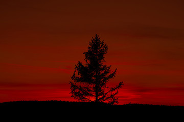 Fototapeta na wymiar Sunset behind tree in the forest.