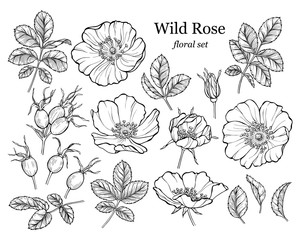 Wild rose flower set, line art drawing. Outline floral design elements isolated on white background, vector illustration - obrazy, fototapety, plakaty