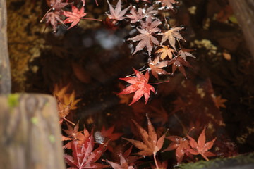 水に浮かぶ紅葉