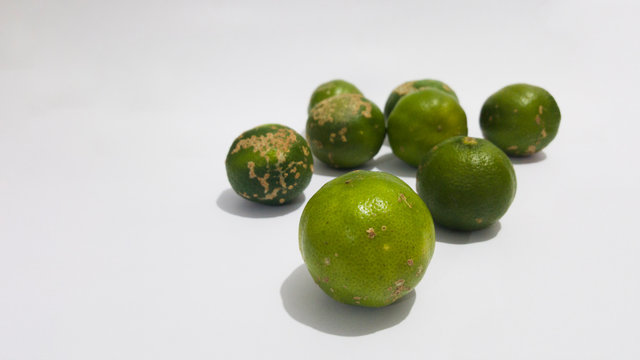 Limão verde, destacado em primeiro plano e grupo de limões desfocado ao fundo.