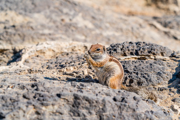 Barbary Ground Squirrel  on the Spanish Island Fuerteventura.