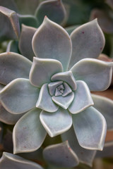 Close-up graptopetalum green succulent plant.