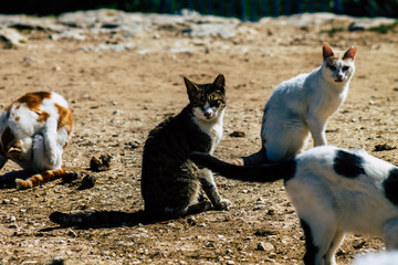 Cats of Cyprus