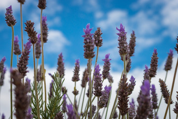 Close-up Lavender in a garden against the sky