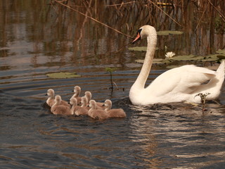 Swan with the young swimming in the river