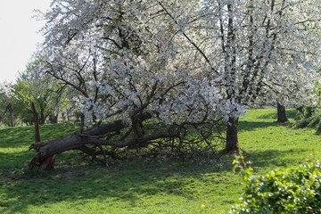 a symphony of white blossoms in the orchard, also on a fallen fruit tree