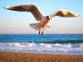 Single seagull flying at the beach