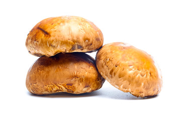 Portobello mushroom on isolated white background 