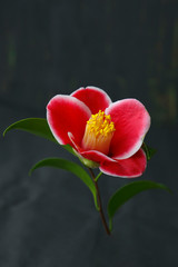red camellia flowers on a dark background