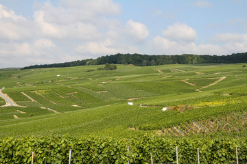  vast vineyards with forests in the background against a blue sky