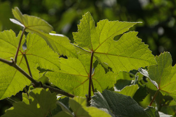 a green leaf of a vine in backlight