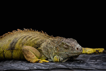 Green iguana or Common iguana / Is a species of iguana native to Central and South America