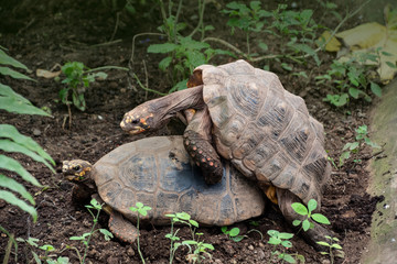 Glyptemys insculpta - Wood Turtles copulate in the bushes