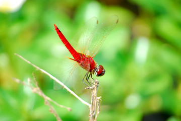 close up of red dragonfly animals perched on a dry tree branch