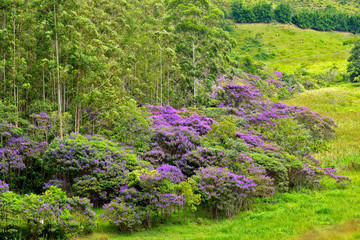 Eucalyptus plantation with flowering glory trees, or Quaresmeiras