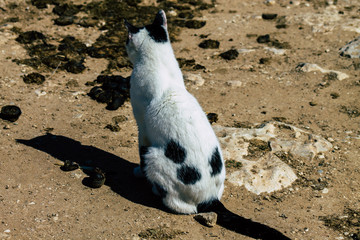 Cats of Cyprus