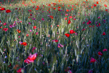 field of red poppies