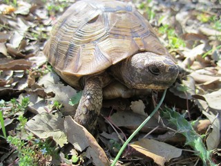 -	A turtle in the middle of the forest napping under the amber of a clump of grass.