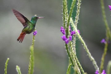 Rufous-tailed Hummingbird hovering in mid-air with flowers
