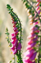 Foxglove flowers in bright sunlight
