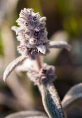 Lamb's ear, or Stachys byzantina plant growing wild.