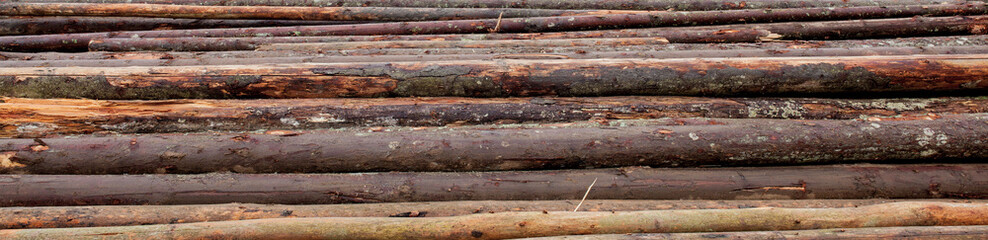 Wooden logs of pine woods in the forest, stacked in a pile. Freshly chopped tree logs stacked up on top of each other in a pile.