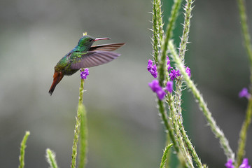 Rufous-tailed Hummingbird hovering in mid-air with flowers