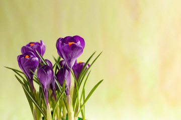 Beautiful violet crocus isolated, spring Flower, Background