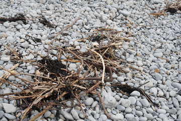 Drift wood washed up on rocky beach