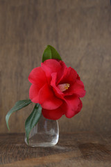 camellia flower in a glass vase on a table. copy space