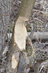 Tree damaged by Beaver