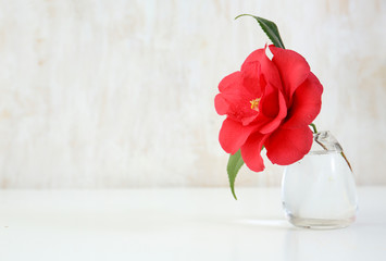 camellia flower in a glass vase on a table. copy space