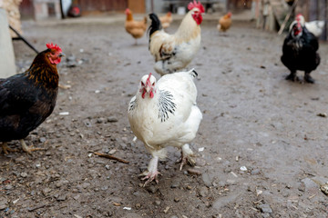 Farming, free-range chickens in the yard in the summer
